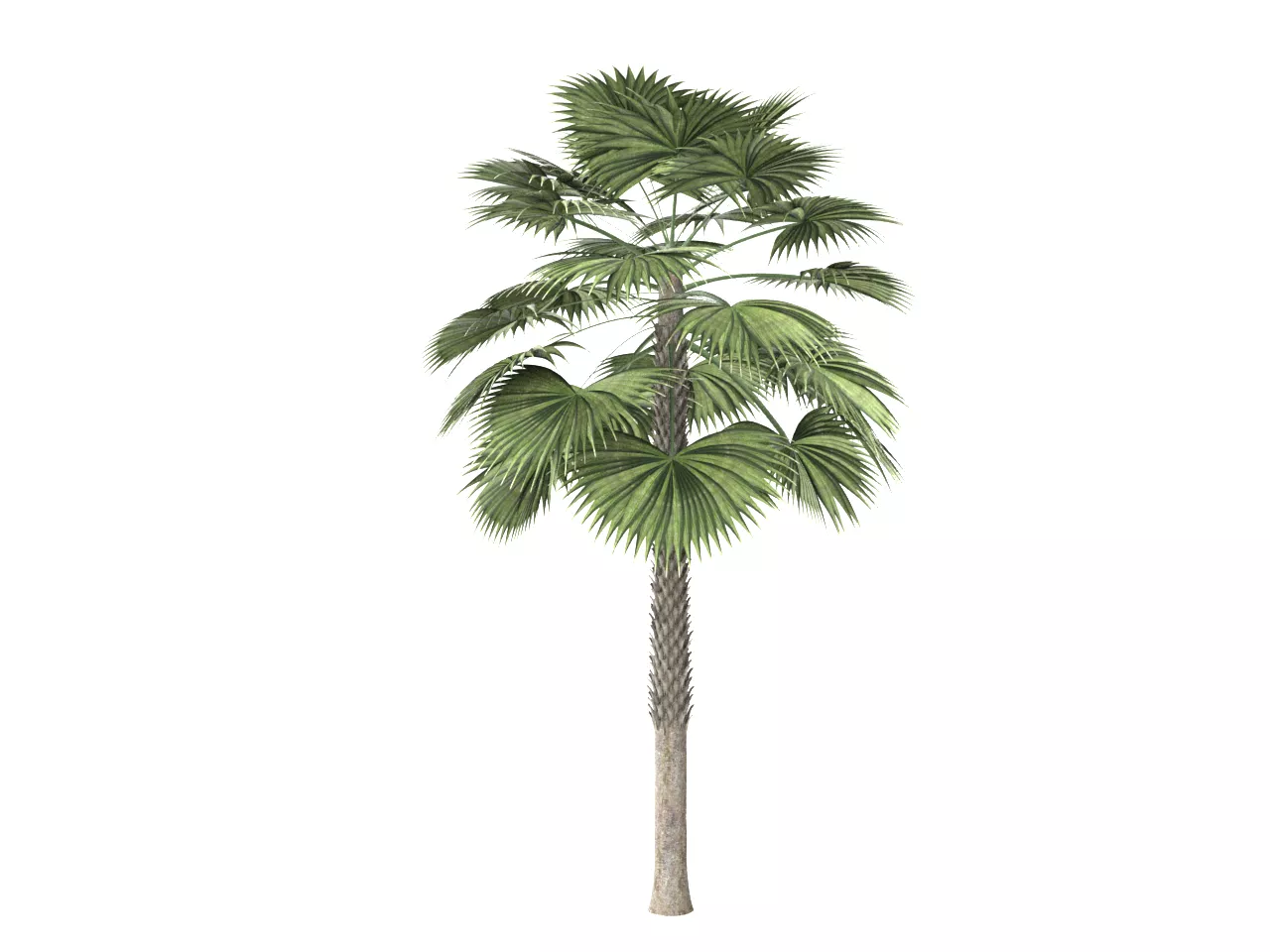 NMA-Palm 001-2 Low-poly 3D model