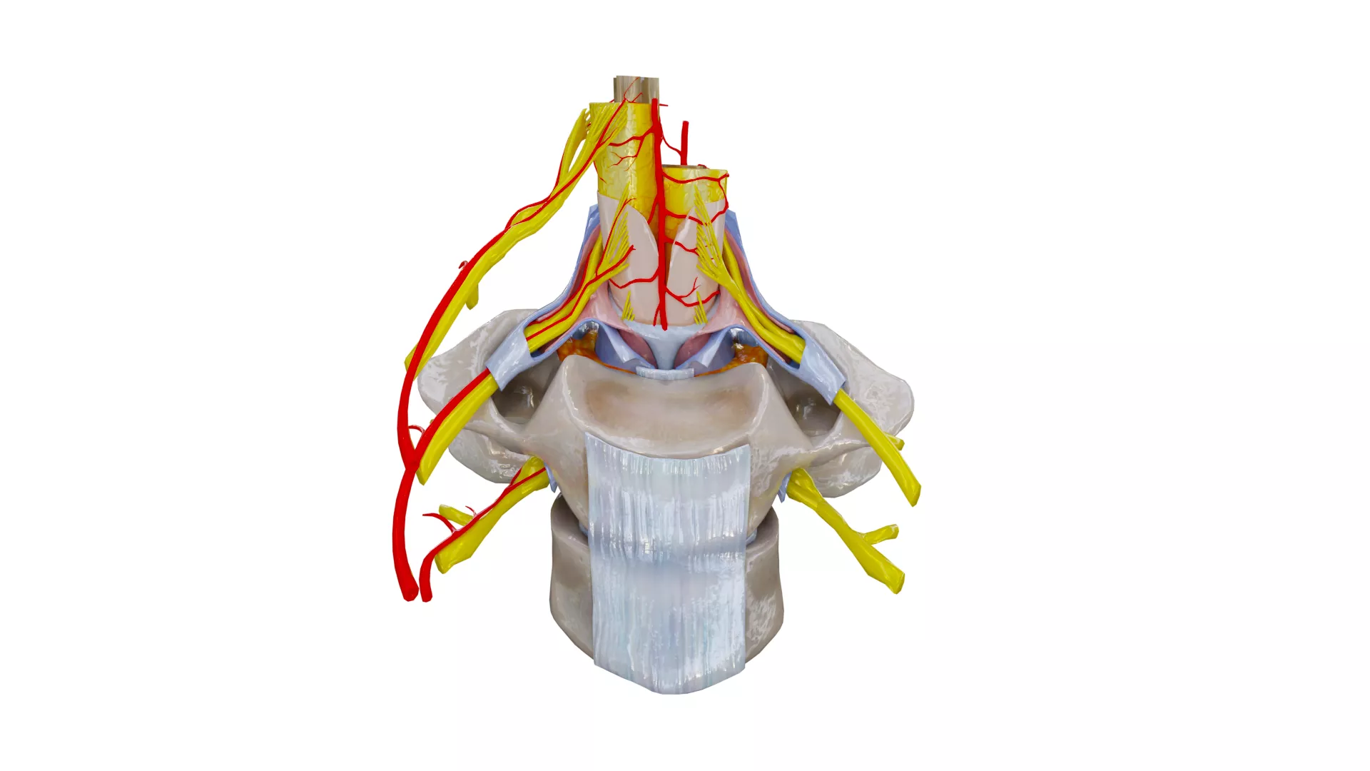 Spinal Cord Arteries Vertebral Blood Supply Low-poly 3D model