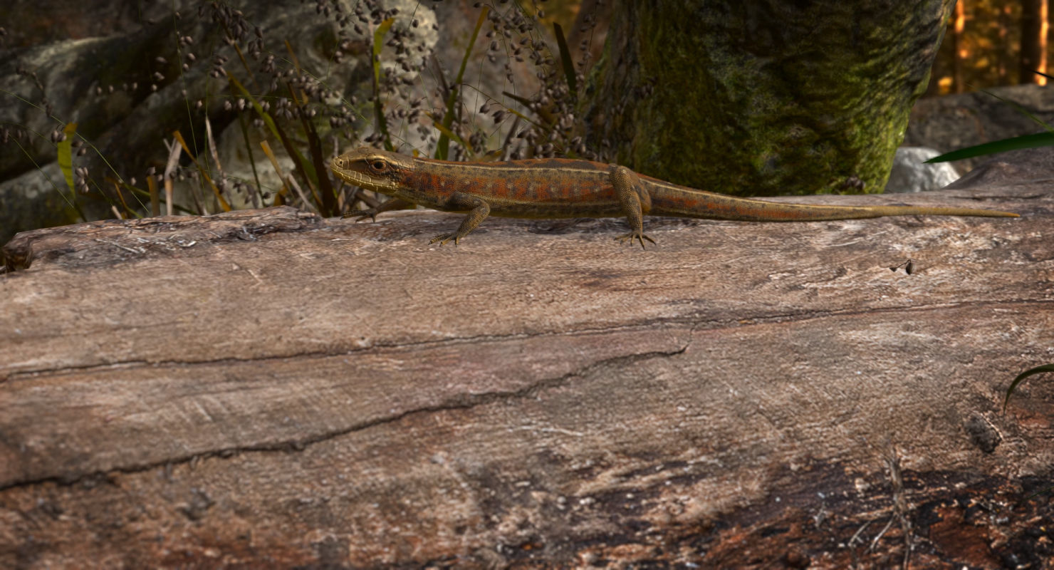 Lizard Lacerta Vivipara Low-poly 3D model_25
