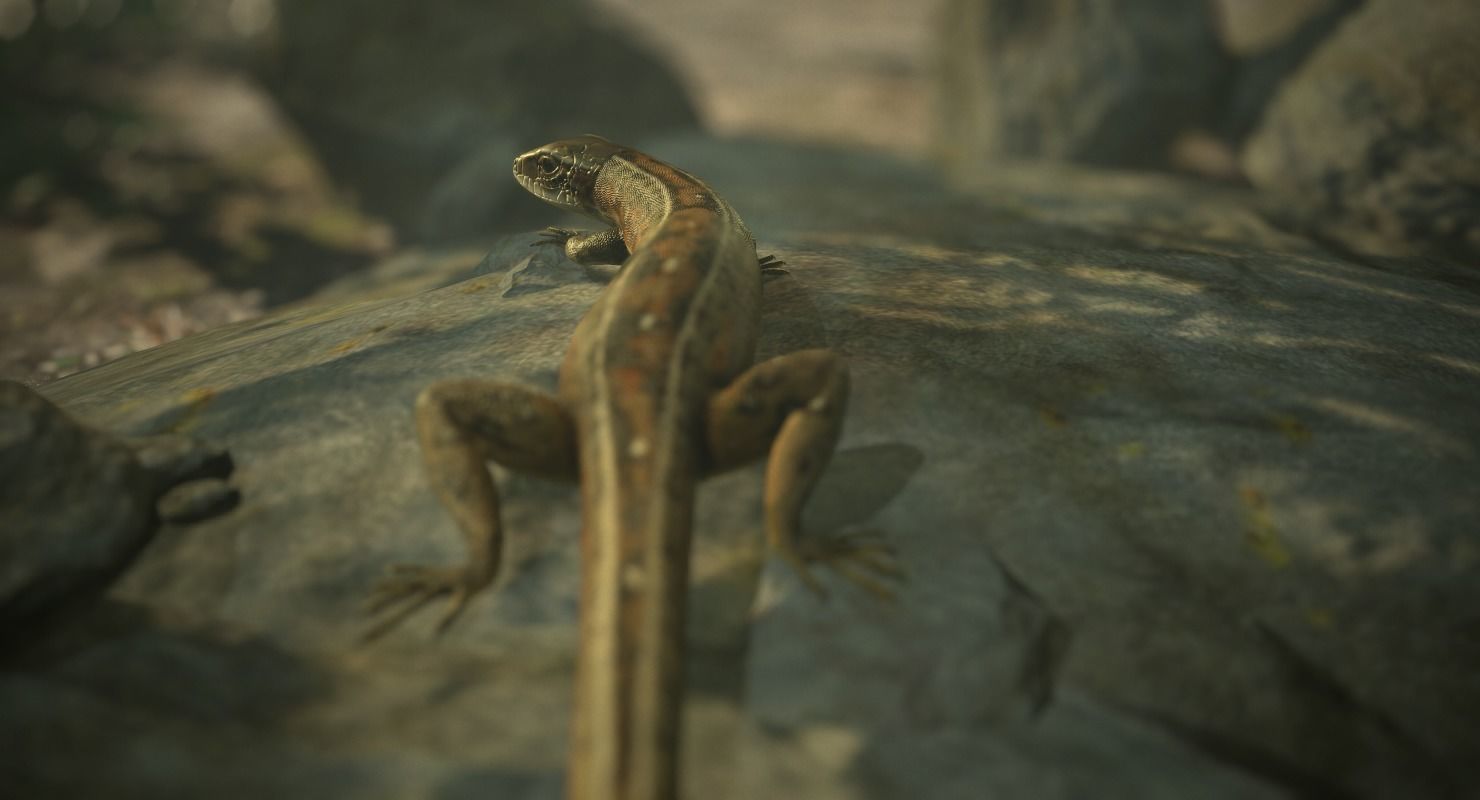 Lizard Lacerta Vivipara Low-poly 3D model_6