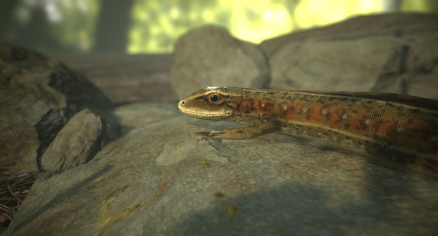 Lizard Lacerta Vivipara Low-poly 3D model_10