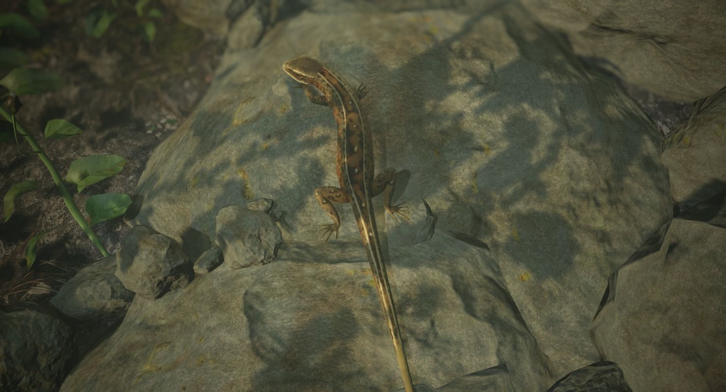 Lizard Lacerta Vivipara Low-poly 3D model_13