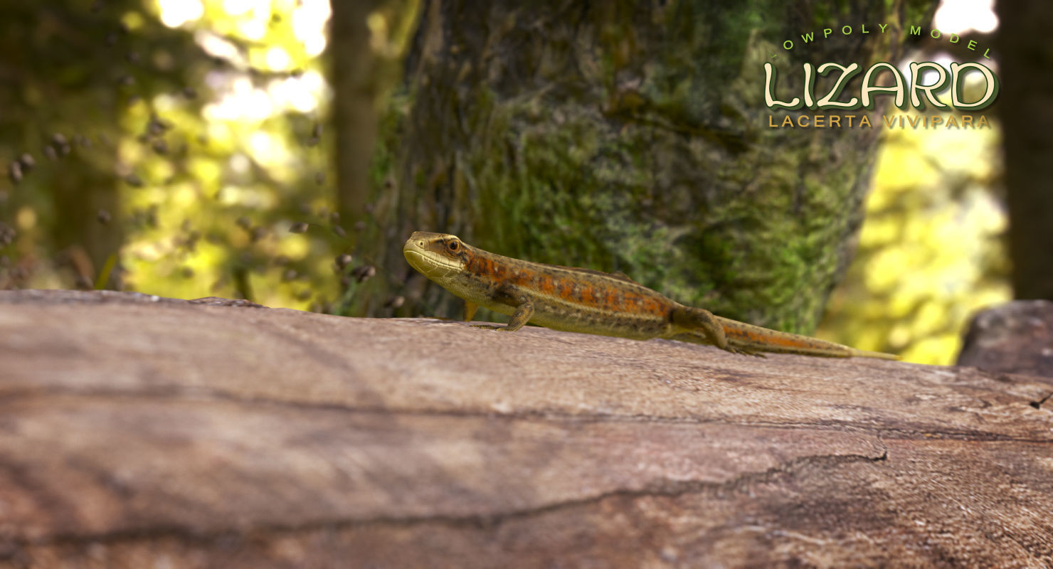 Lizard Lacerta Vivipara Low-poly 3D model_19