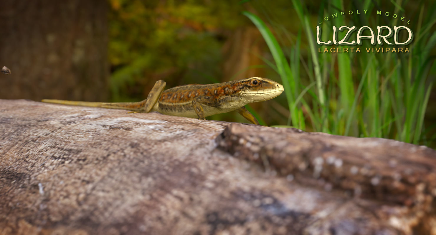 Lizard Lacerta Vivipara Low-poly 3D model_18