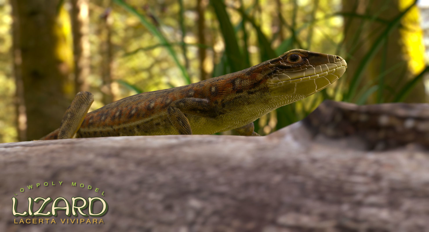 Lizard Lacerta Vivipara Low-poly 3D model_16