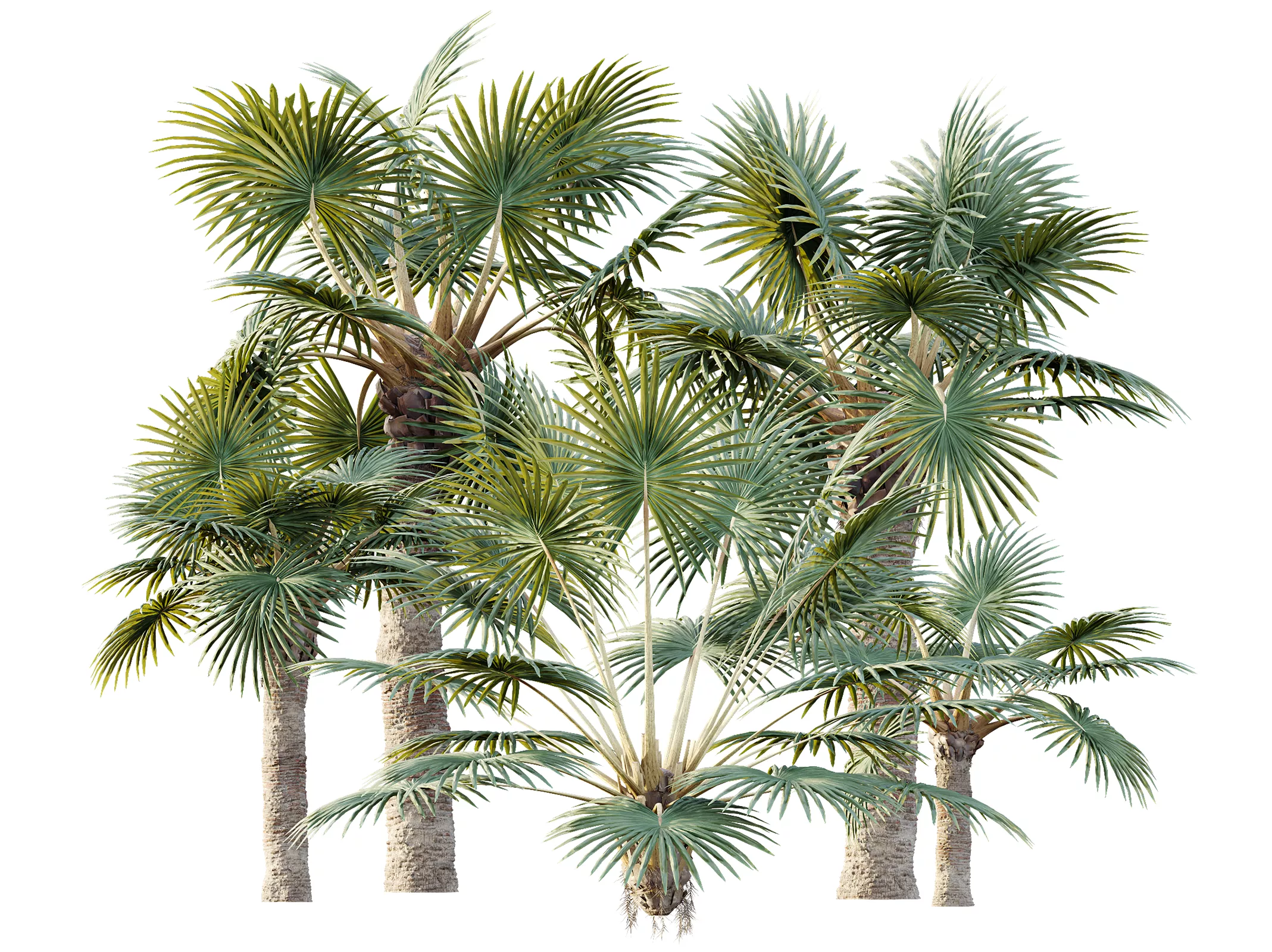AV Plant Bismarckia Nobilisi Palm Tree 01 3D model