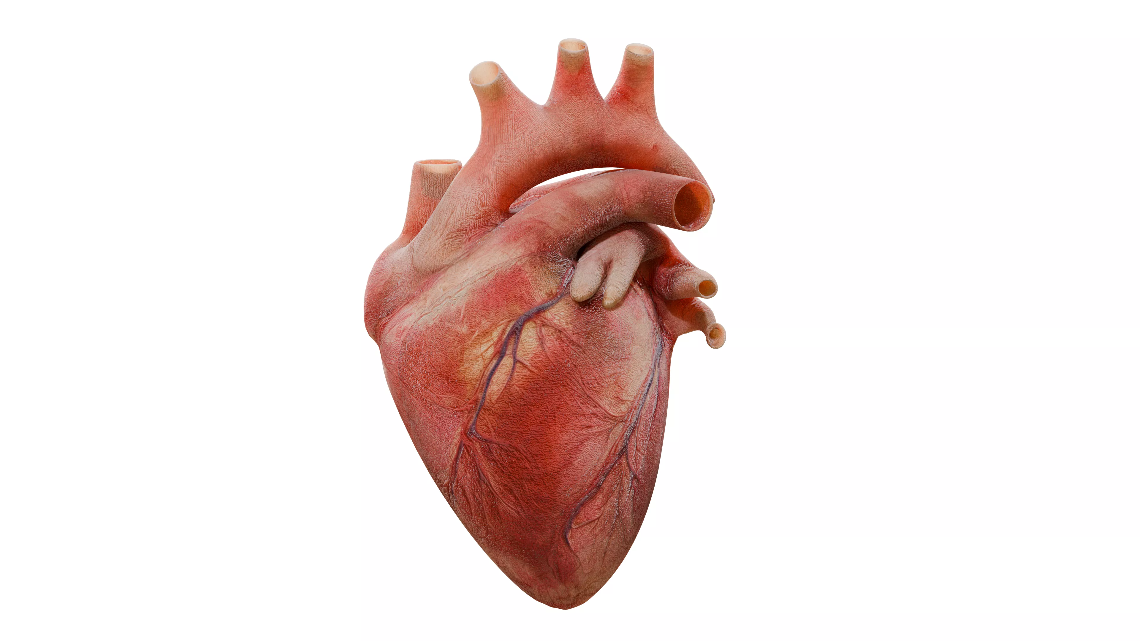 Human Heart Anatomy Medical 3D Model 3D model
