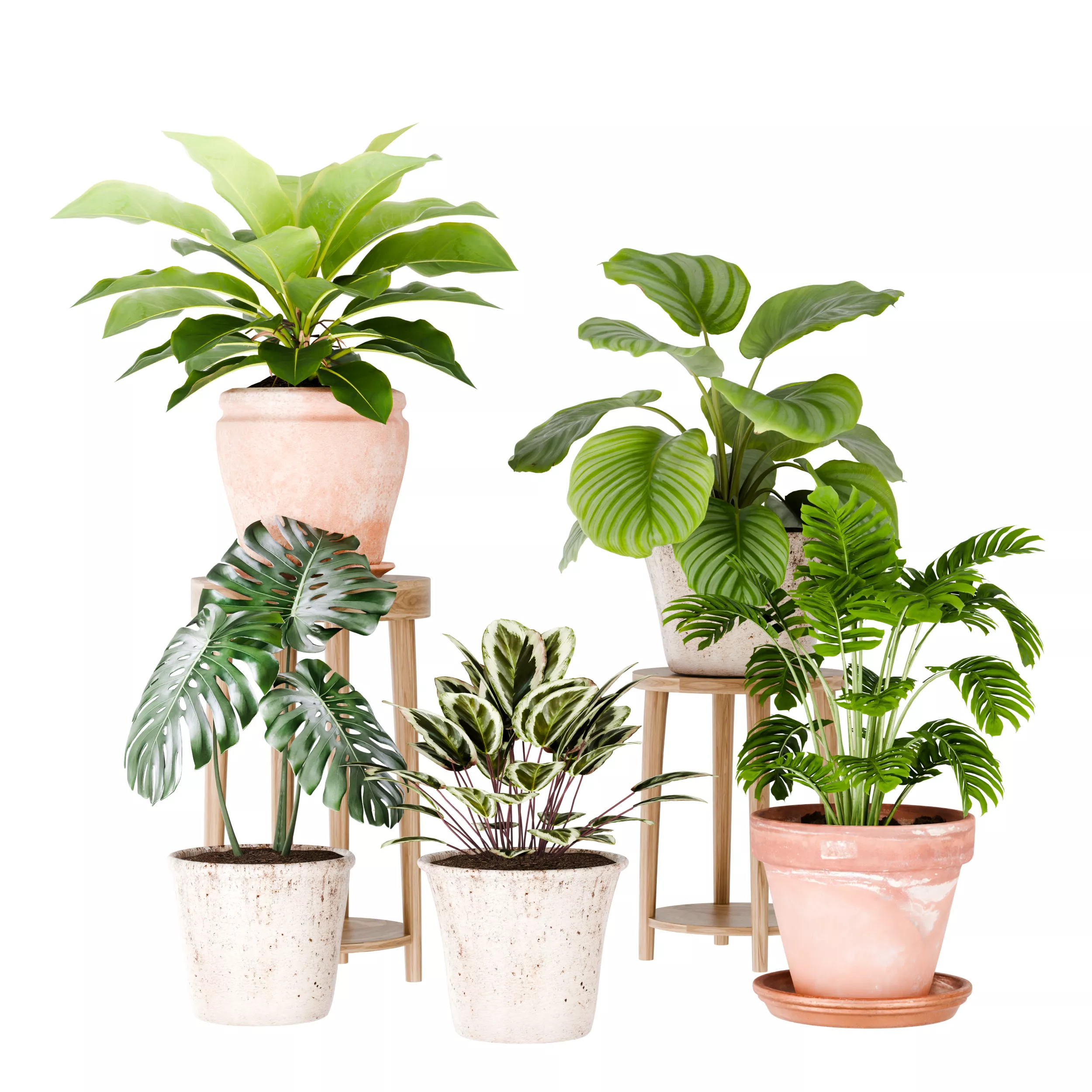 Indoor Plants Collection Low-poly 3D model