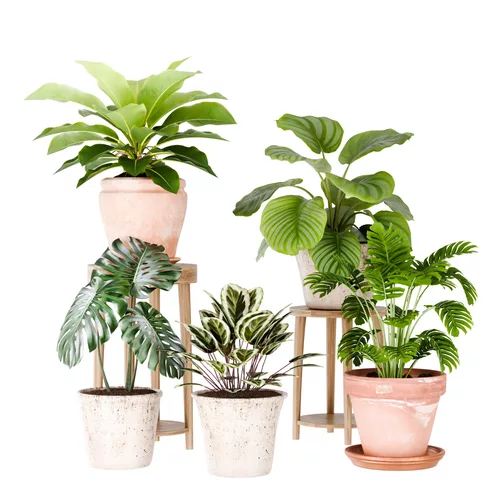 Indoor Plants Collection