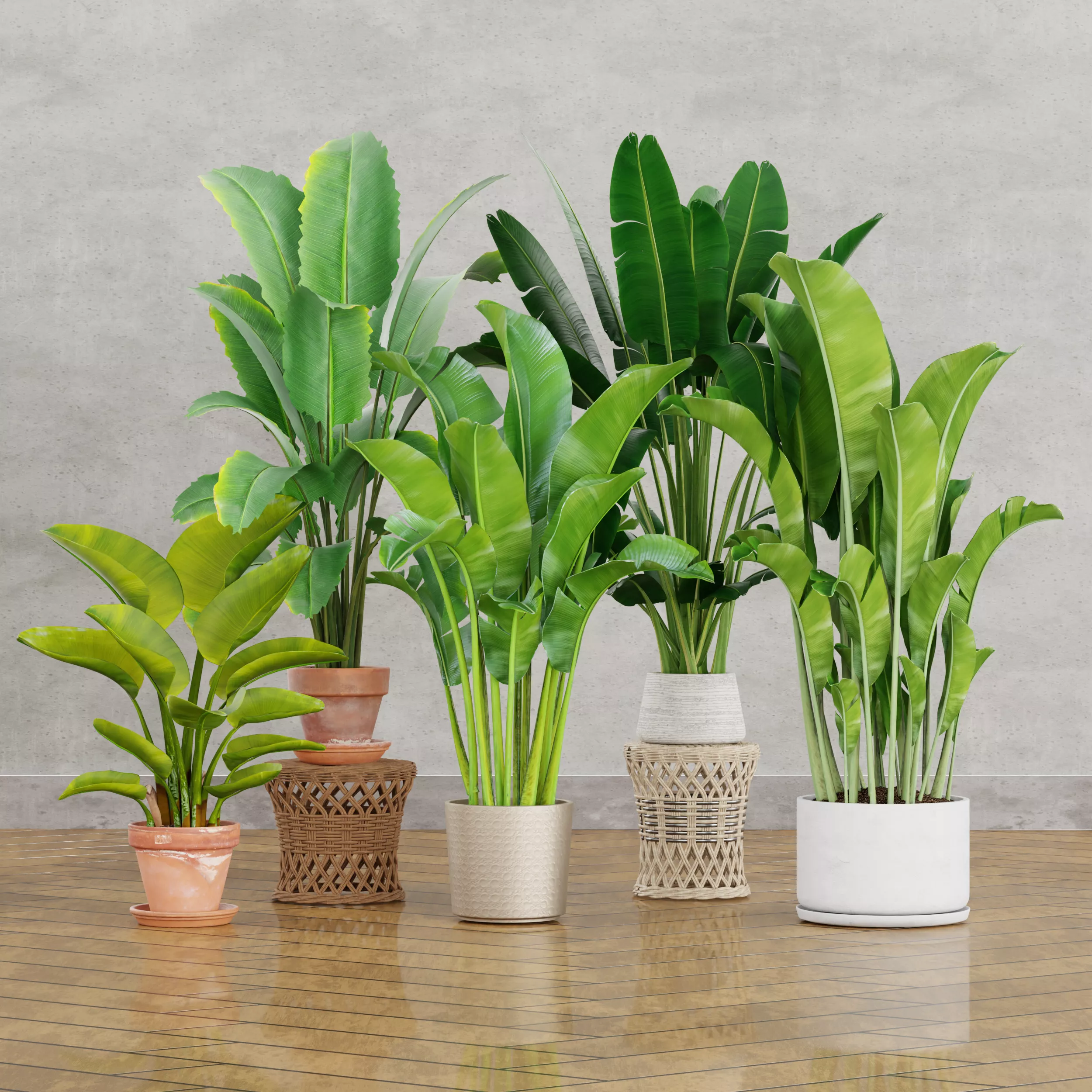 Paradise Plants Collection Low-poly 3D model