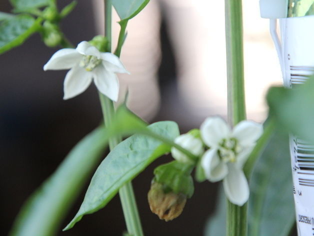 Free Hydroponics System - All 3Dponics source files - 3D-prin... Free 3D print model_5