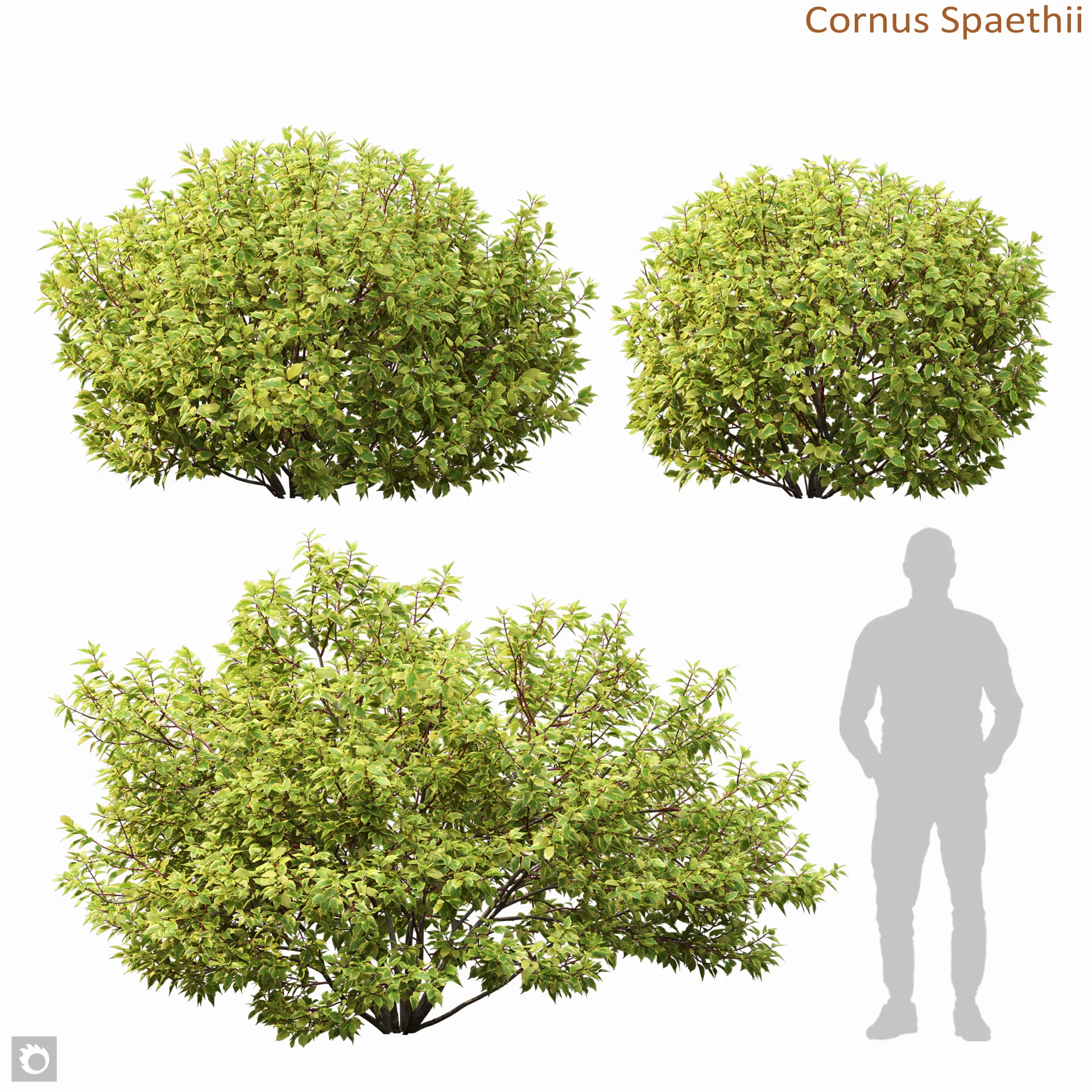 Cornus Spaethii 01 3D model