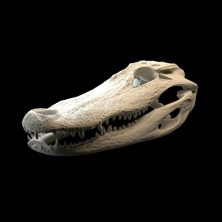 Alligator Skull 3D print model