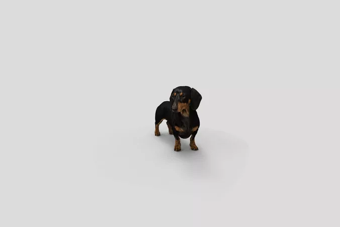  Realistic Dachshund Standing Dog 3D Model