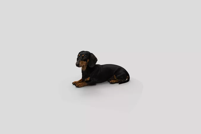  Realistic Dachshund Lying Dog 3D Model