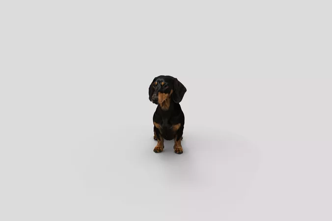  Realistic Dachshund Sitting Dog 3D Model