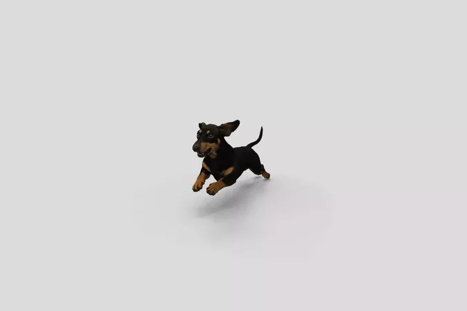  Realistic Dachshund Running Dog 3D Model