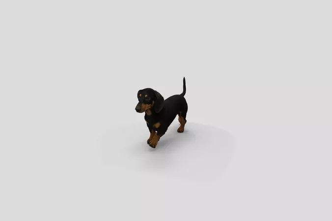  Realistic Dachshund Walking Dog 3D Model