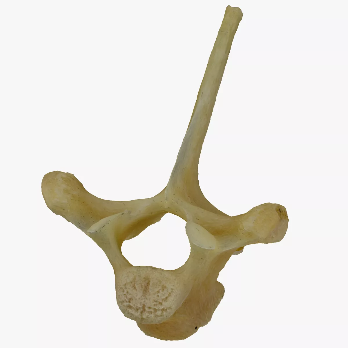 Kangaroo Thoracic Vertebrae TH3 RAW Scan 3D model