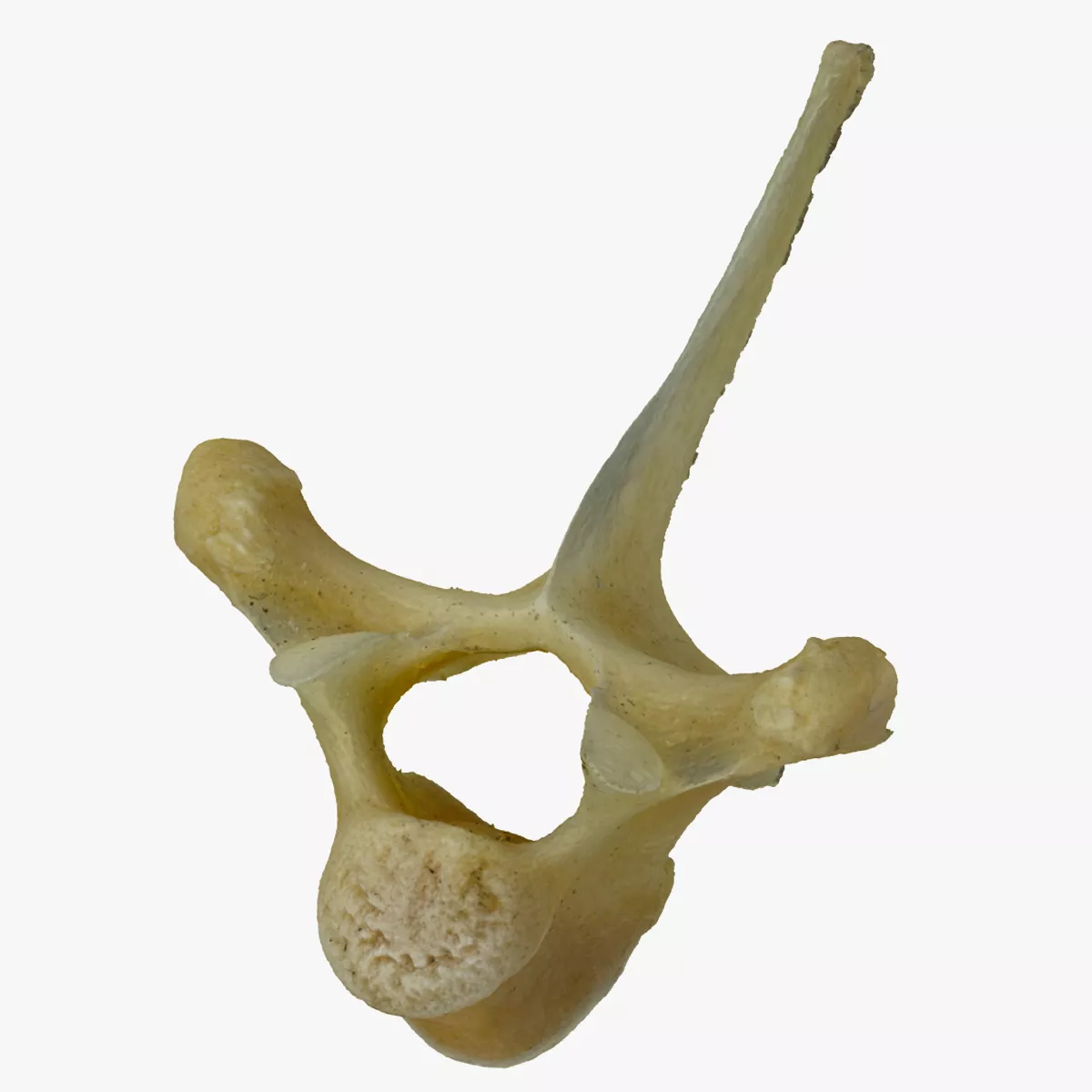 Kangaroo Thoracic Vertebrae TH4 RAW Scan 3D model