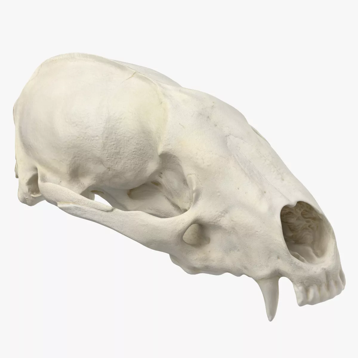 Real European Badger Meles Meles Skull 01 3D model