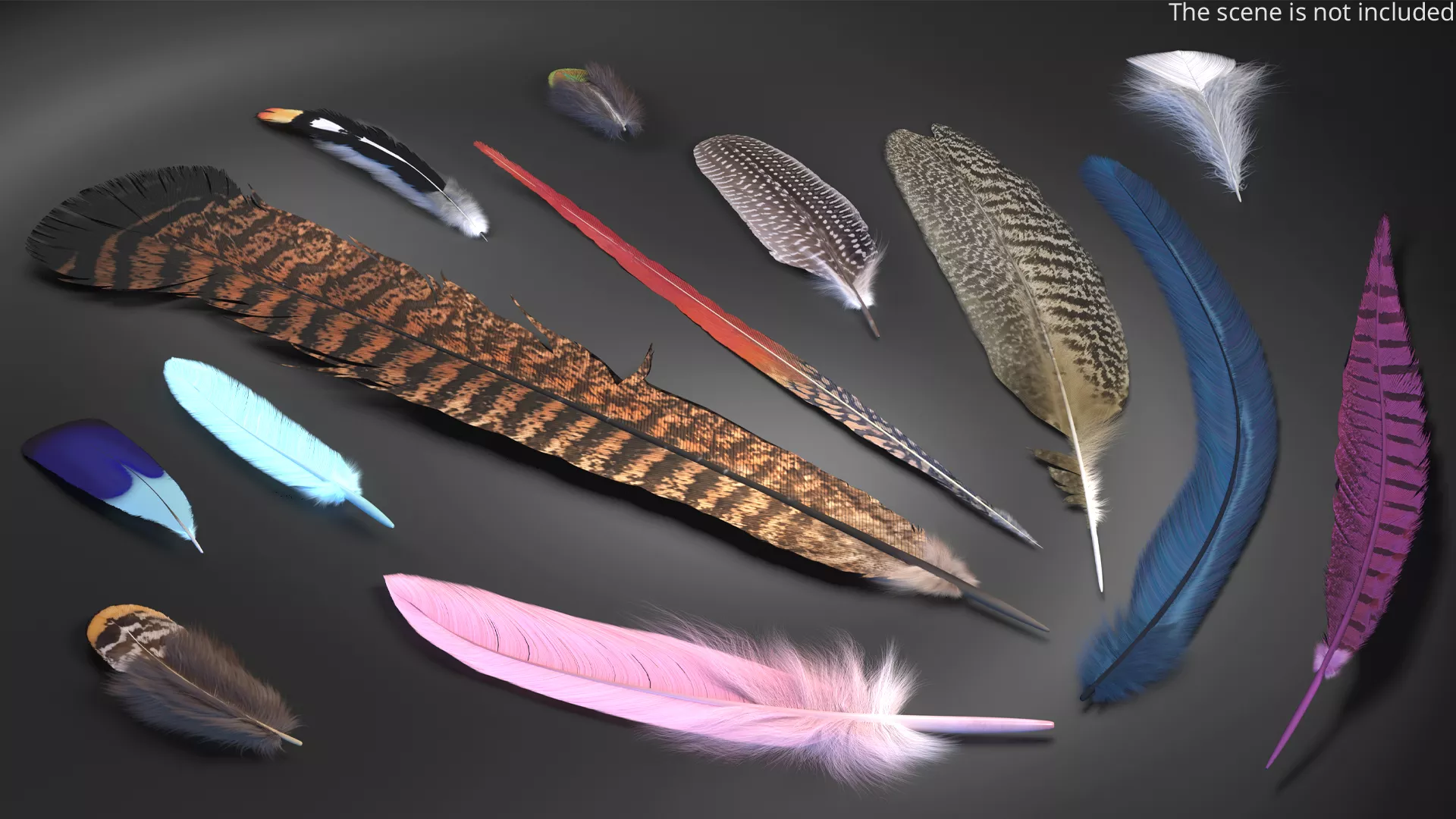Natural Bird Feathers Set Multicolor Fur 3D model