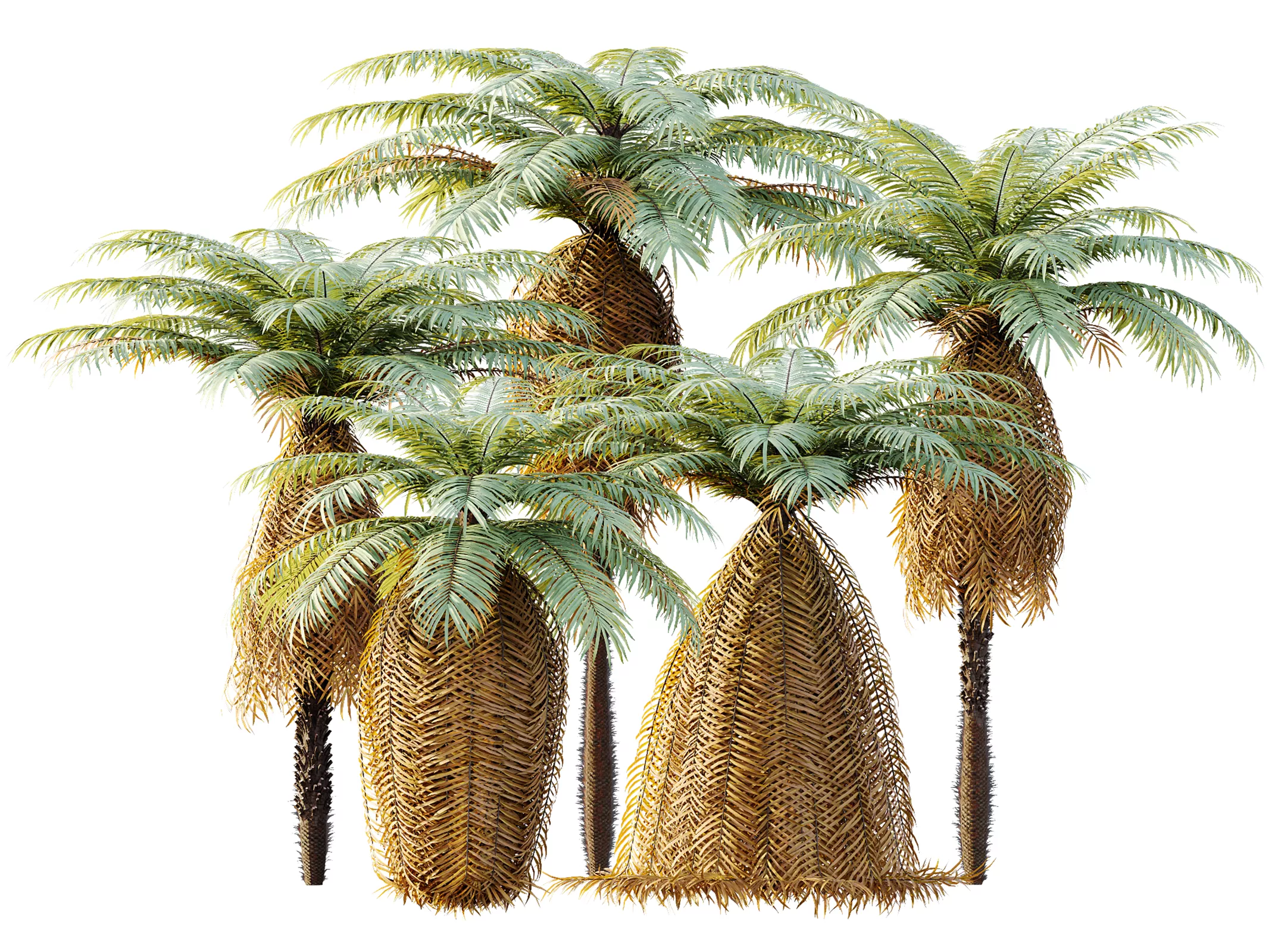 AV Plant Brainea Insignis Fern 6 Palm Tree 01 3D model