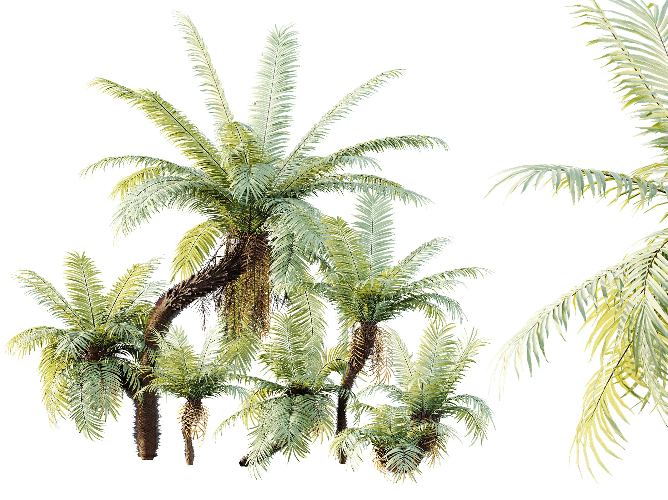 AV Plant Brainea Insignis Fern Palm Tree 02 3D model