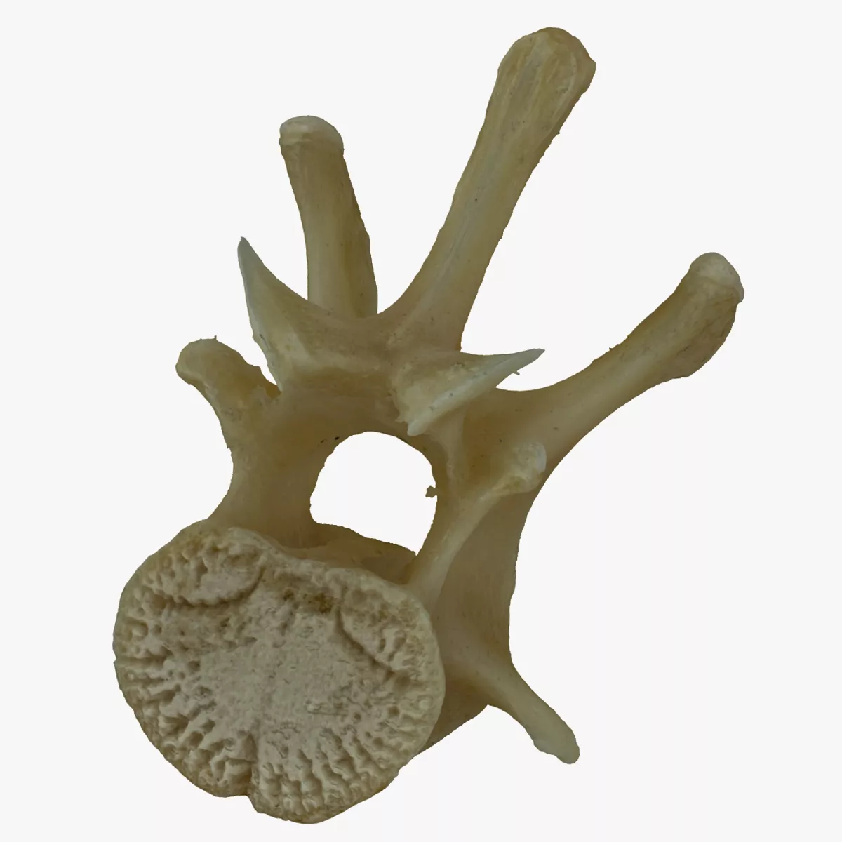Kangaroo Macropus Lumber Vertebrae L2 RAW Scan 3D model
