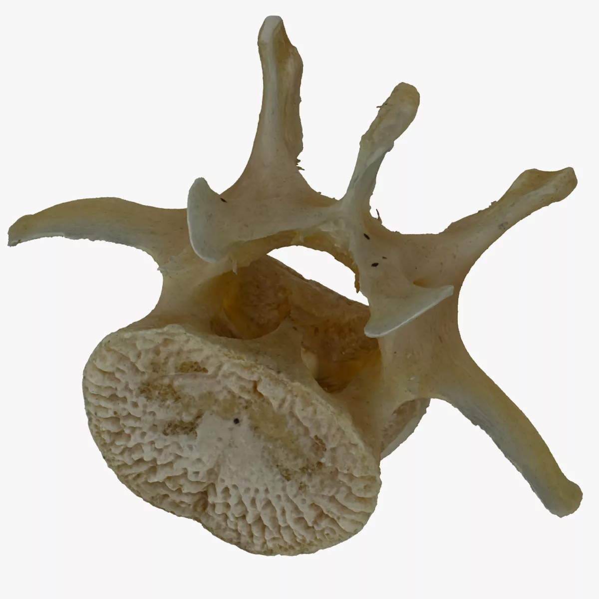 Kangaroo Lumber Vertebrae L6 RAW Scan 3D model