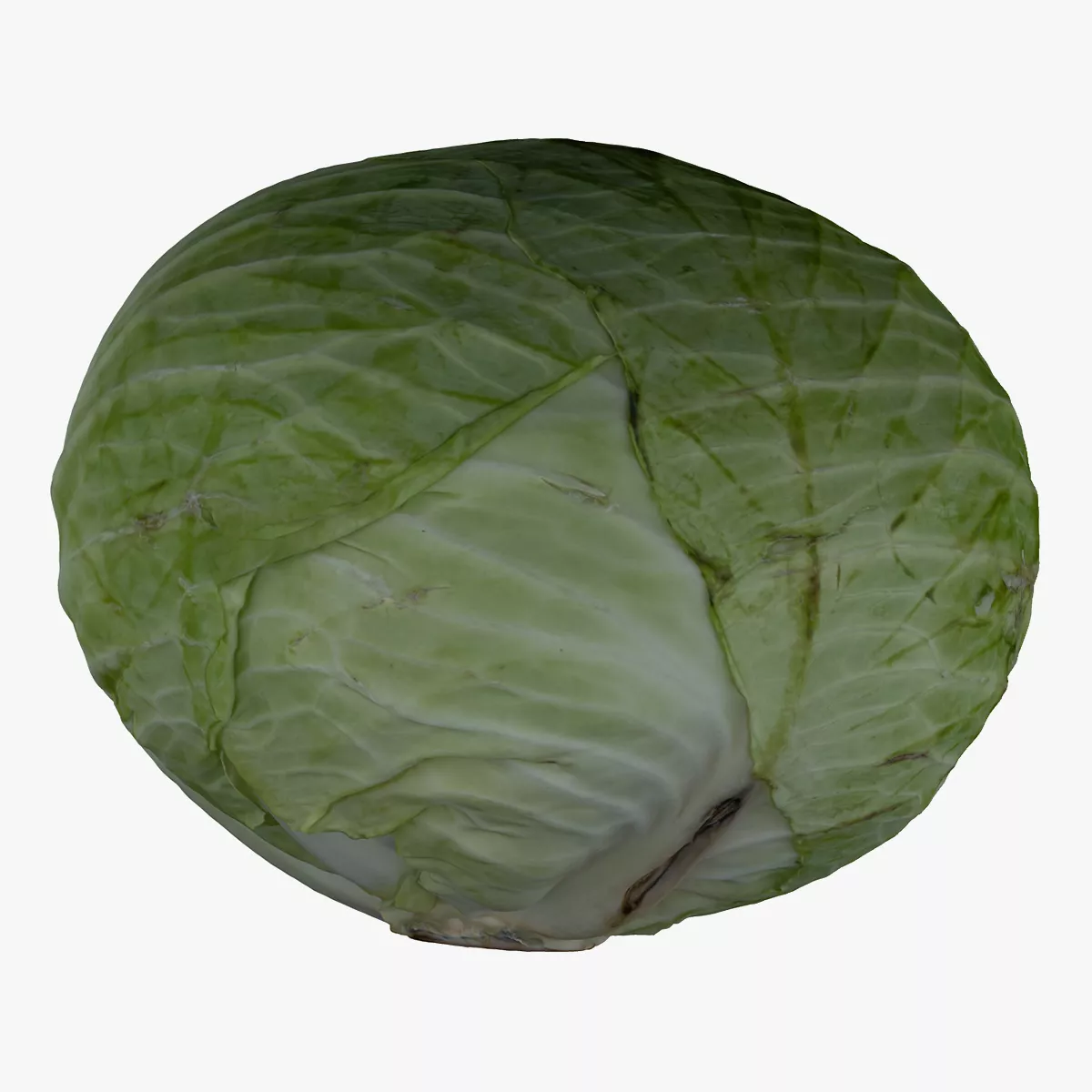 Cabbage 01 RAW Scan 3D model