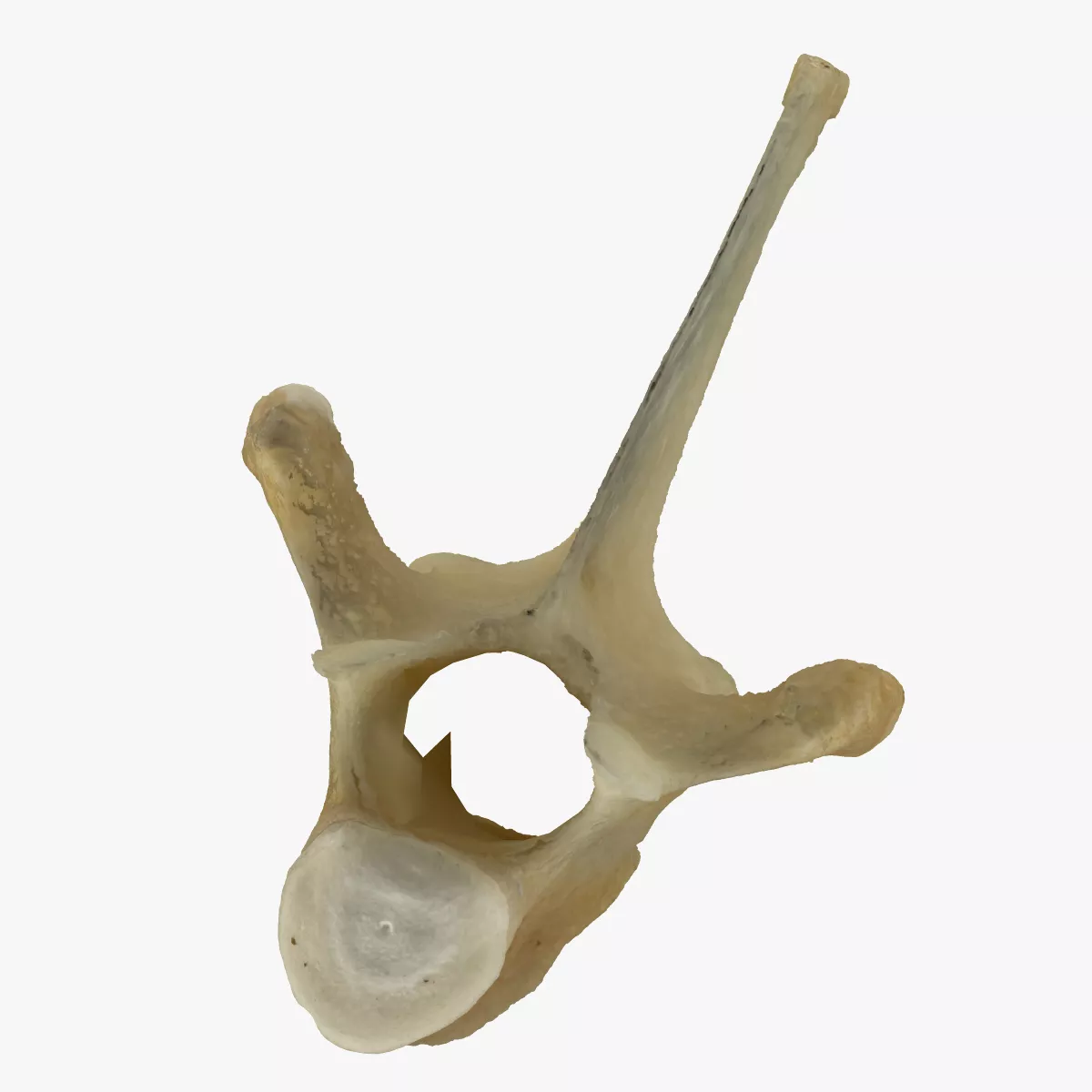 Kangaroo Thoracic Vertebrae TH6 RAW Scan 3D model