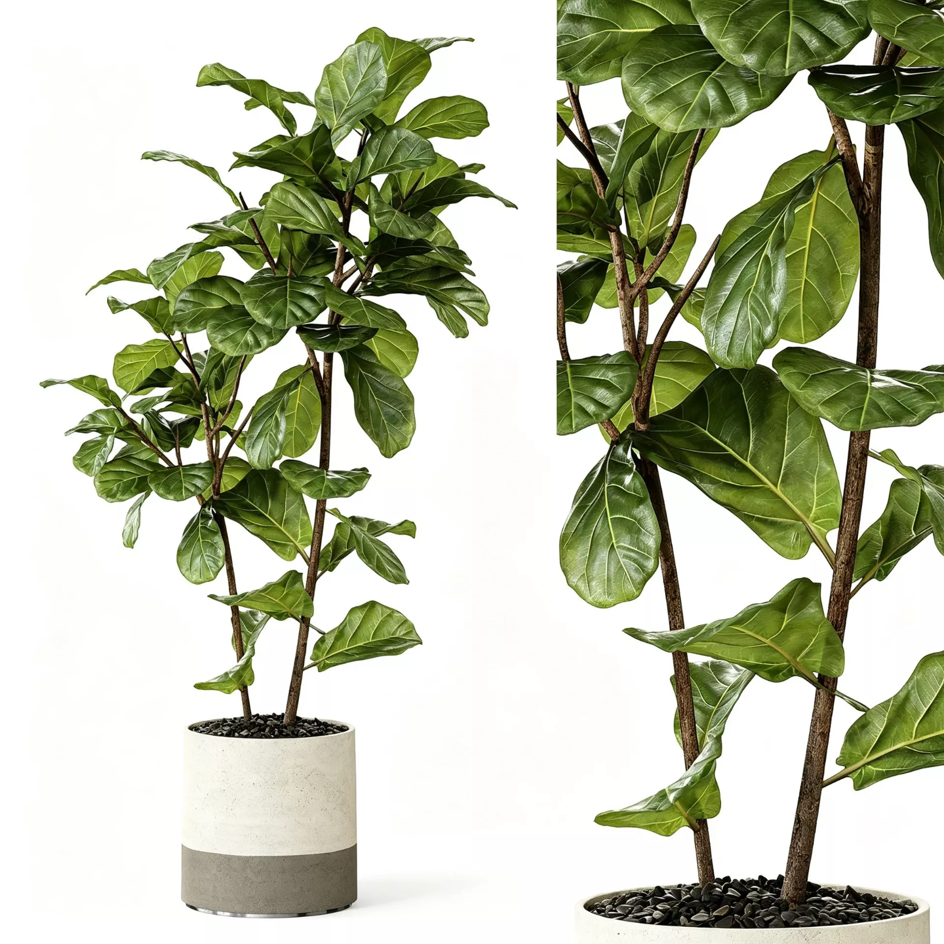Fiddle Leaf Fig Plant in Two-Tone Pot 3D model