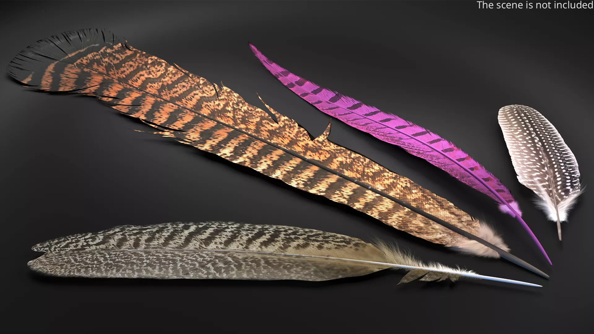 Pheasant and Guinea Fowl Feathers Set Brown Fur 3D model