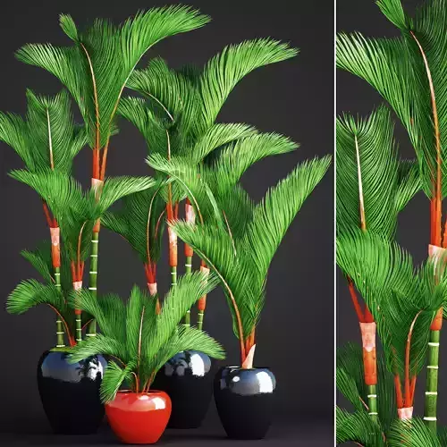 Cyrtostachys renda palm set 3D model