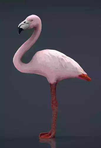 Flamingo