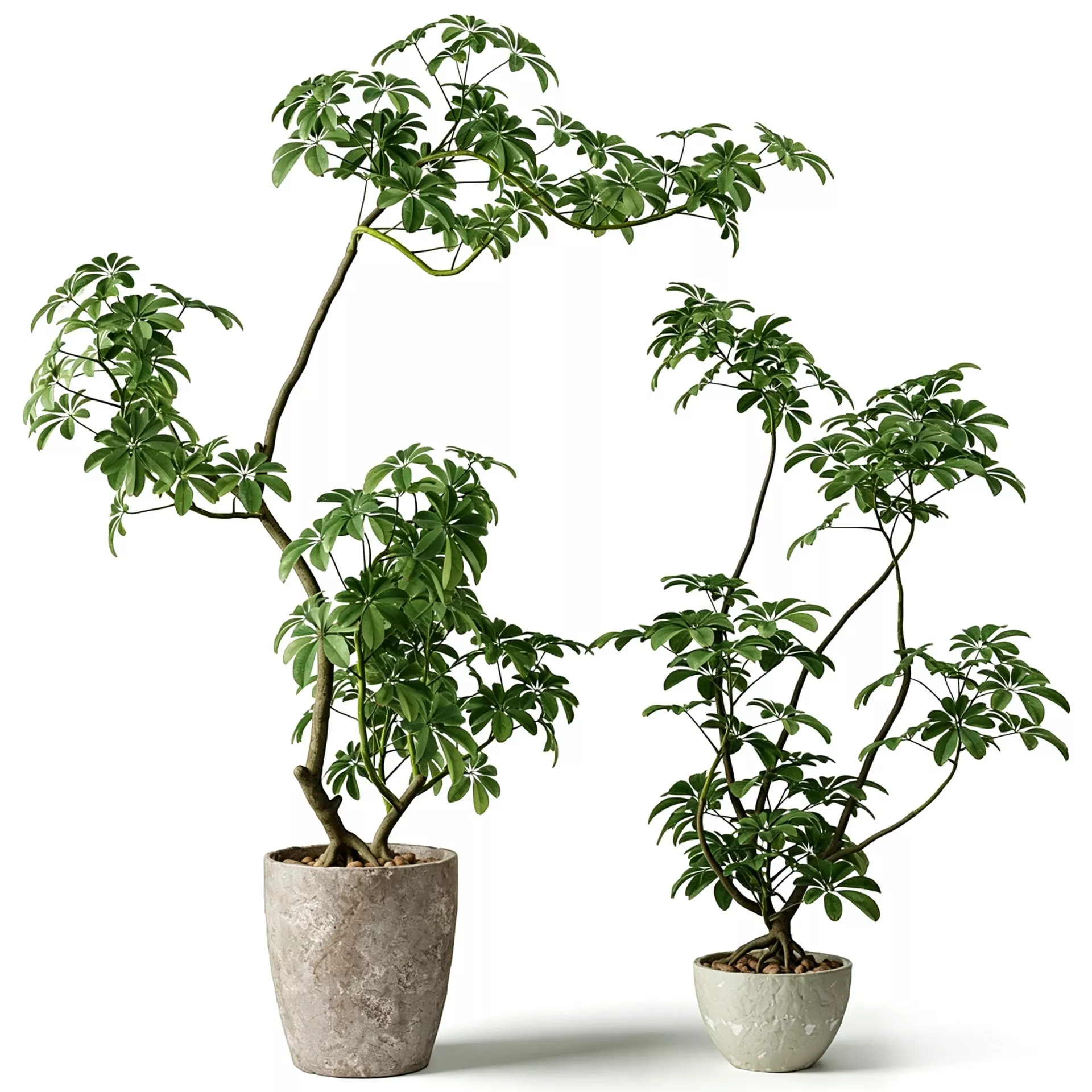 Schefflera Plants in Concrete Pots Set of 2 3D model