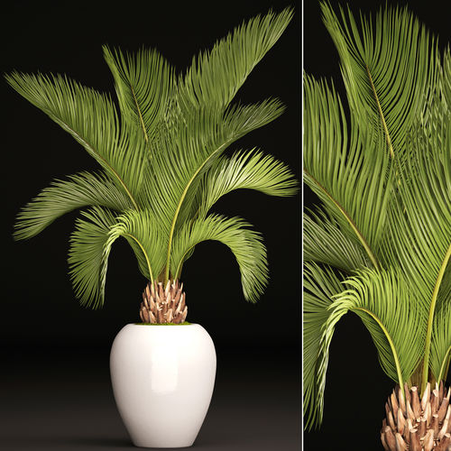 Phoenix canariensis 1 3D model