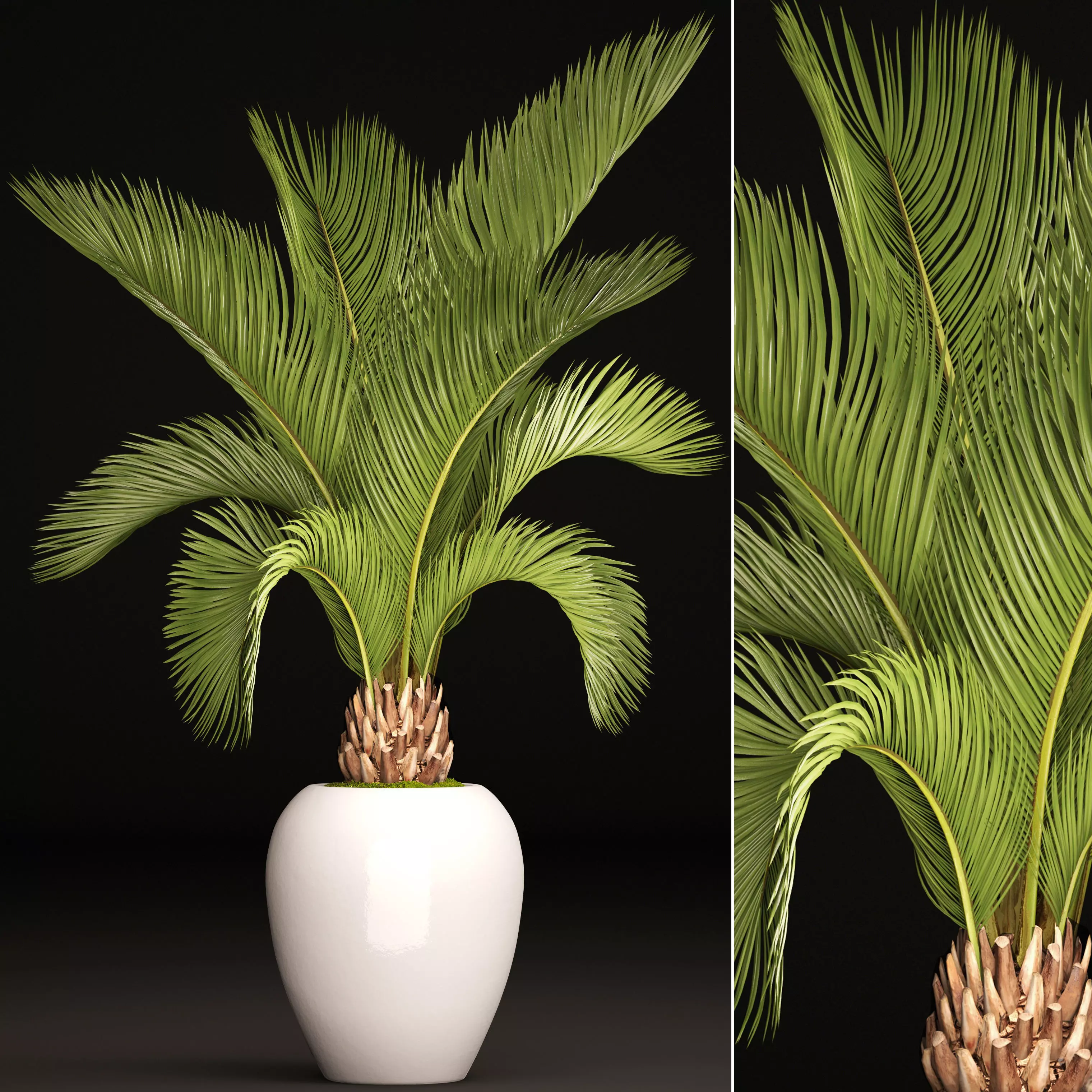 Phoenix canariensis 1 3D model