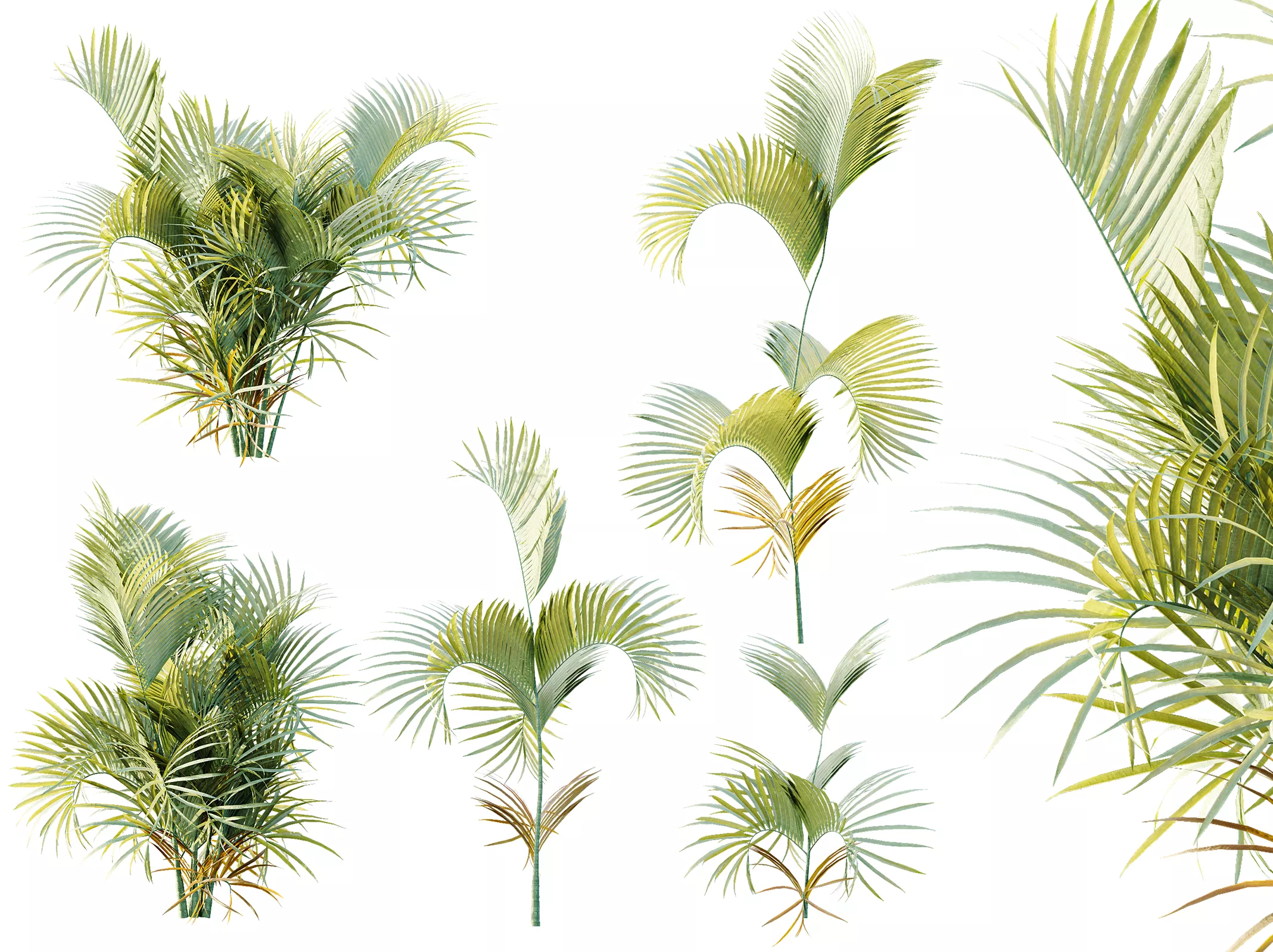 AV Plant Chrysalidocarpus Lutescens Palm Bush 02 3D model