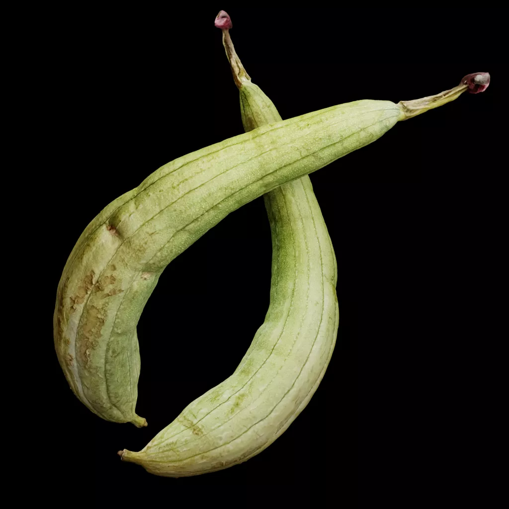 Fresh Ridge Gourd Vegetable 3D Model Low-poly 3D model