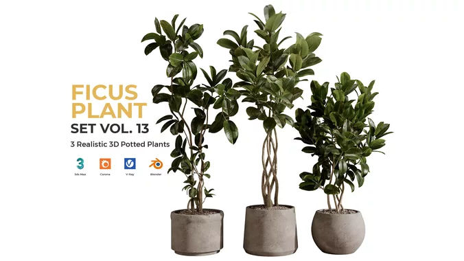 Modern Ficus Elastica Collection Vol 13