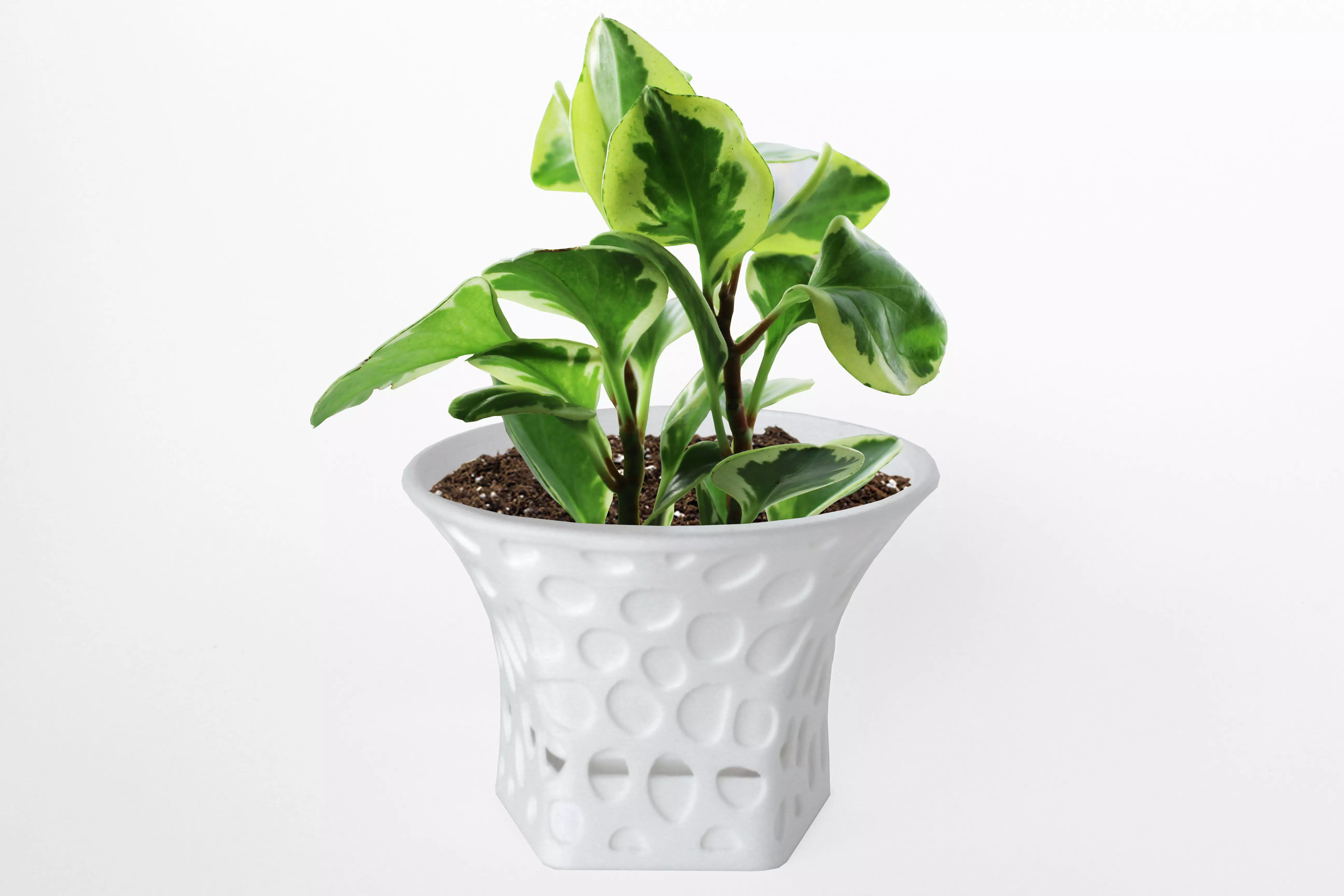 003d - Planter - Morph - Rock Pattern - 3D print model