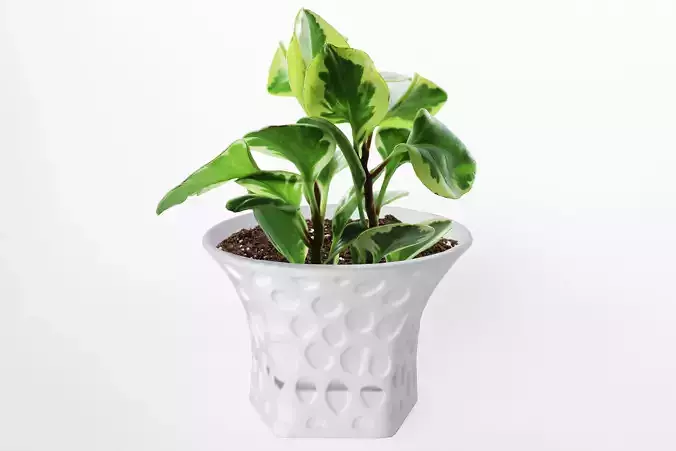 003d - Planter - Morph - Rock Pattern - 