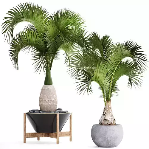 Hyophorbe Lagenicaulis Set 2