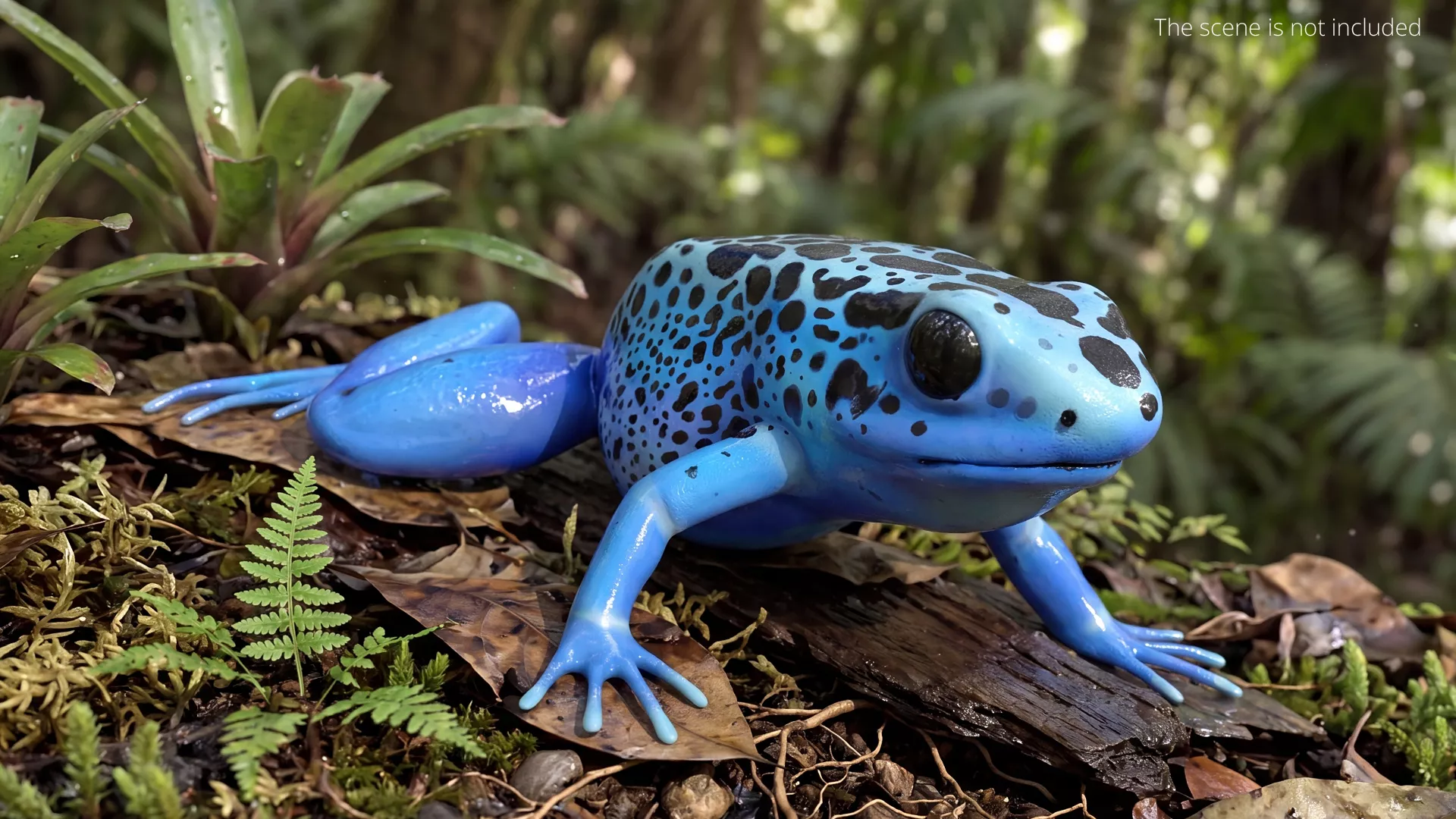 Blue Poison Dart Frog Crawling Animated Rigged For Maya 3D model