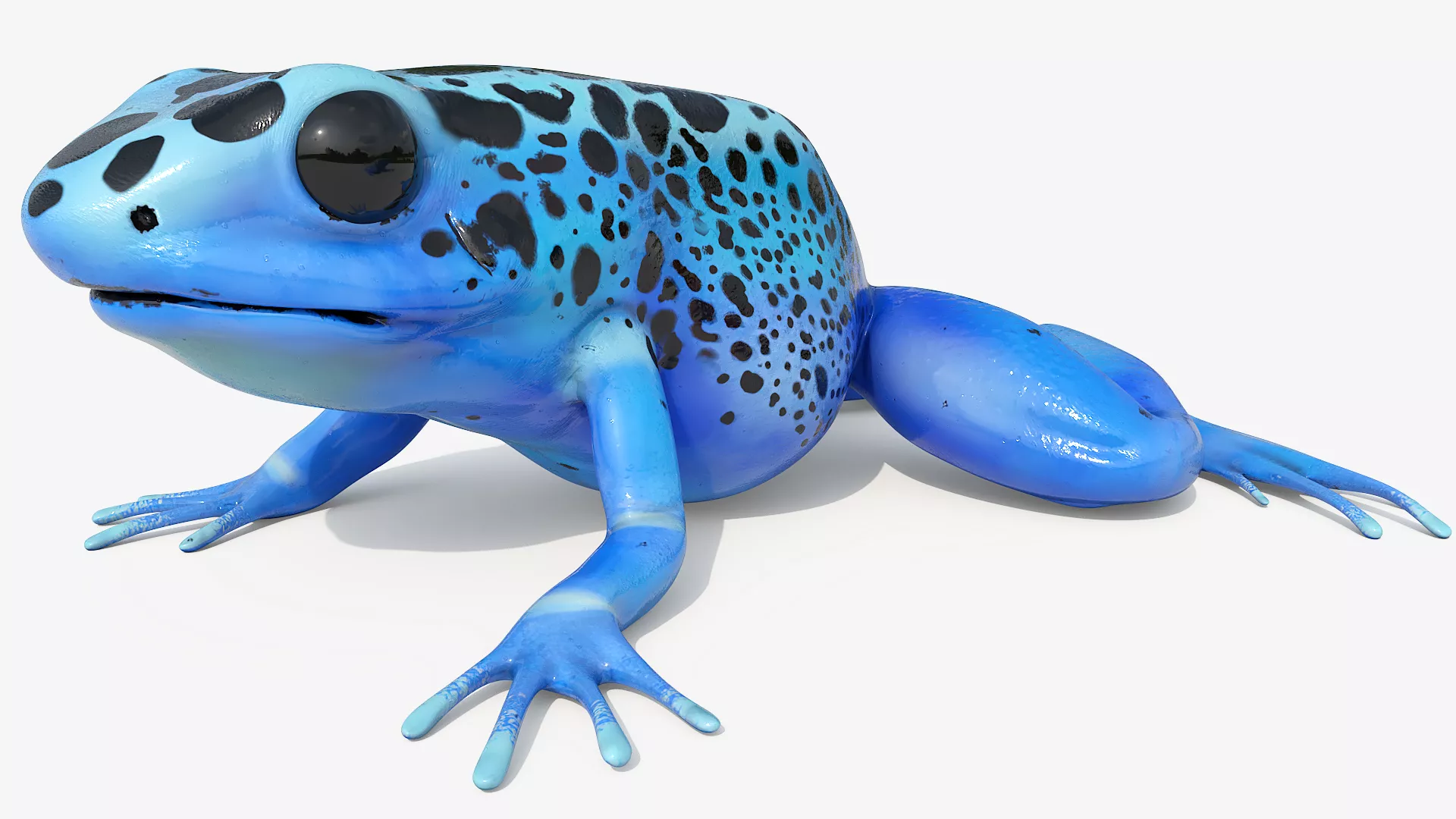 Blue Poison Dart Frog Rigged For Maya 3D model