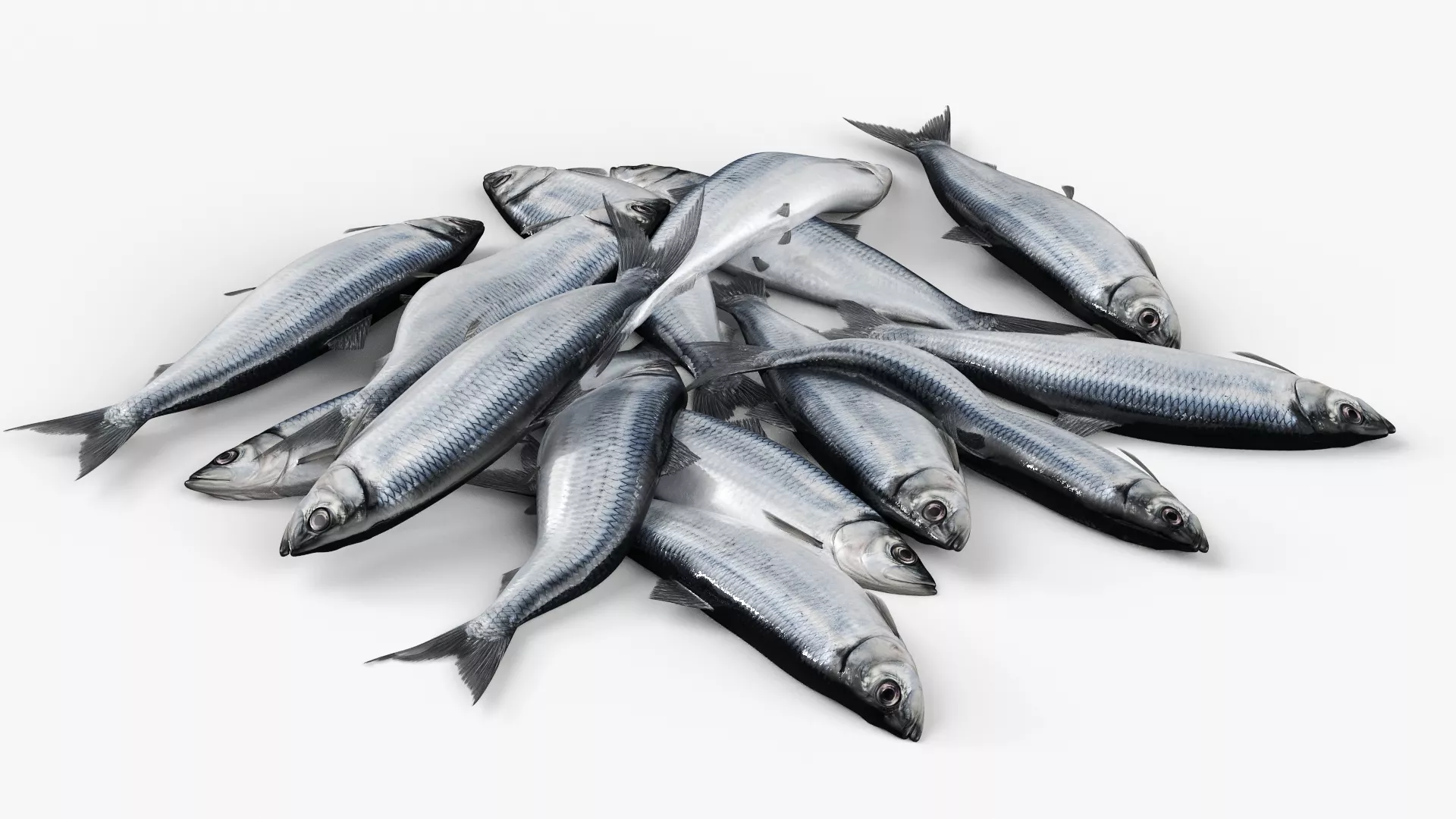 Atlantic Herring Fresh Catch Twitching Animated Rigged For Maya 3D model
