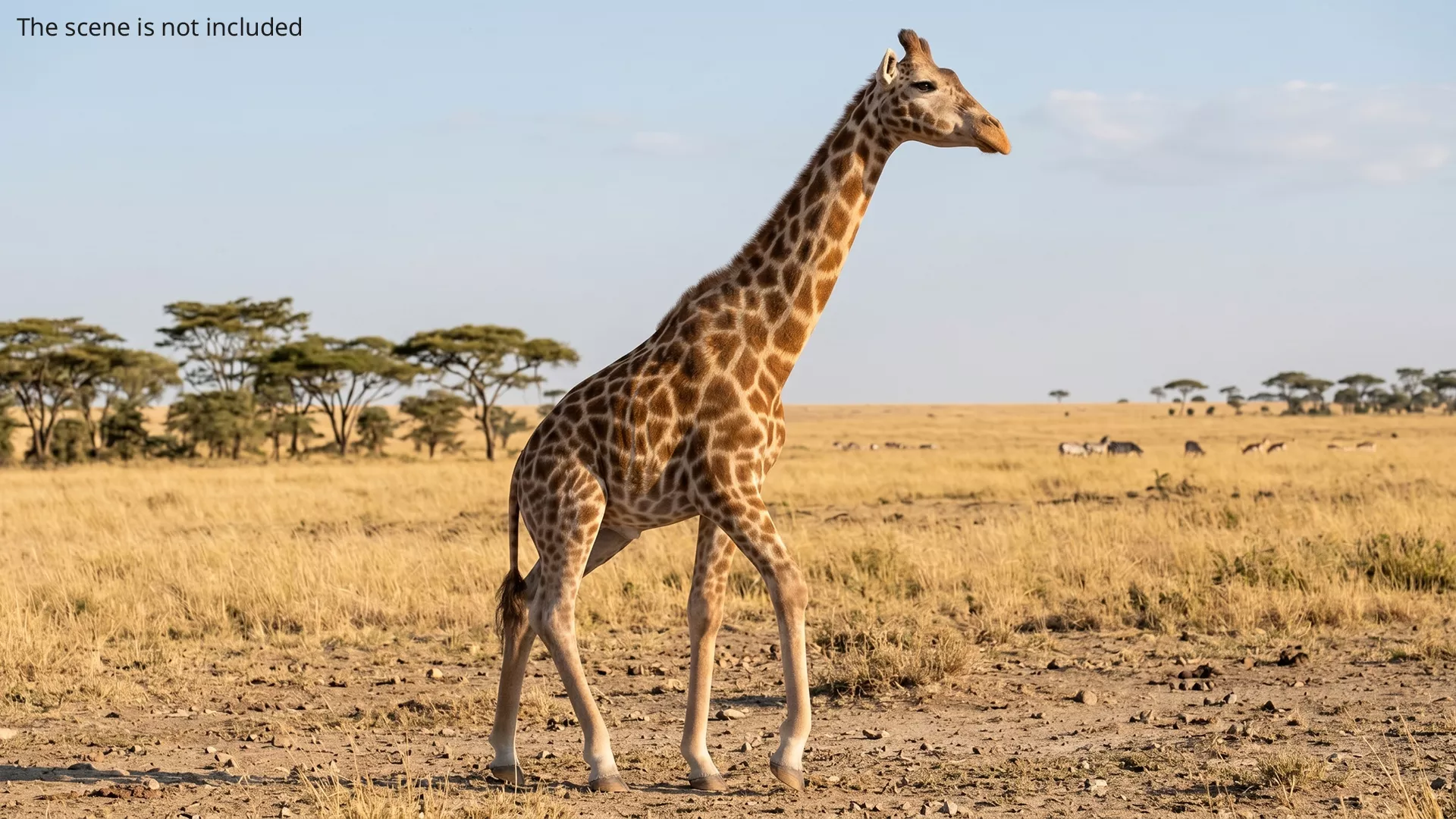 African Giraffe Fur Set Animated Rigged For Maya 3D model