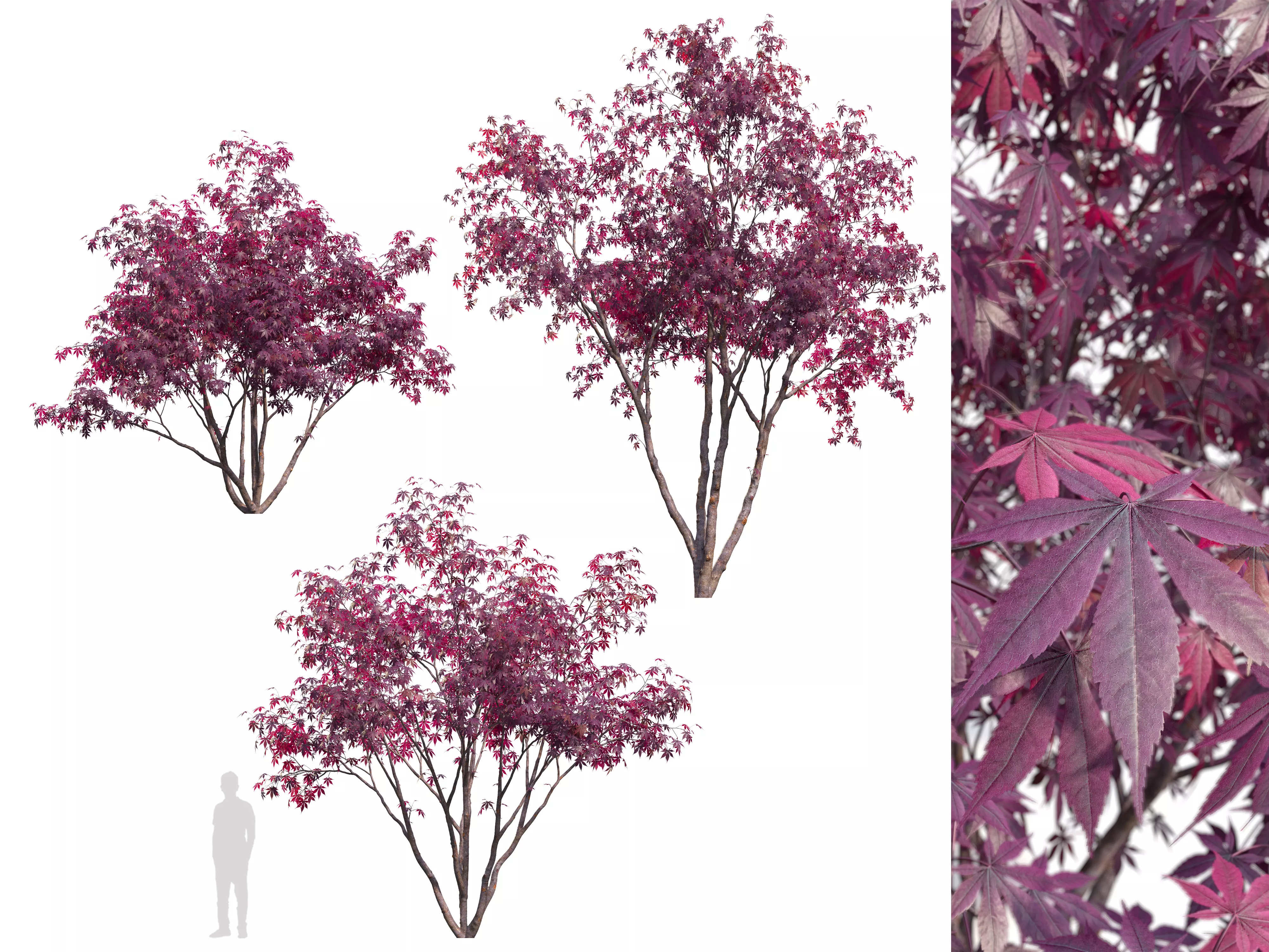 Acer palmatum 04 3D model